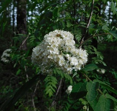 Sorbus aucuparia