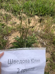 Plantago lanceolata