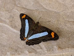 Adelpha iphiclus iphiclus