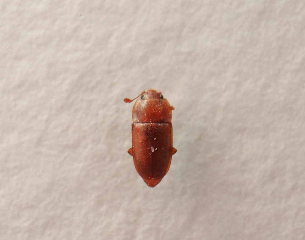 Epuraea marseuli