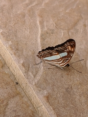 Adelpha iphiclus iphiclus