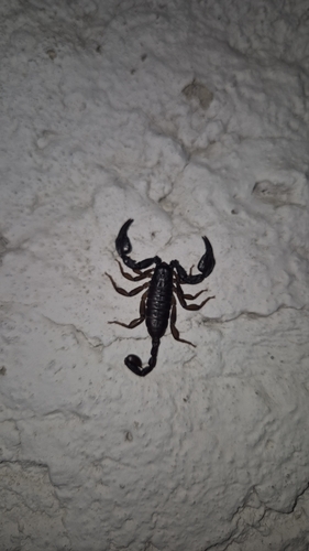 Italian scorpion