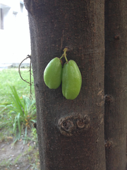 Averrhoa bilimbi