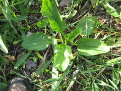 Plantago major