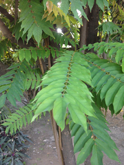 Averrhoa bilimbi