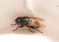 Pollenia amentaria