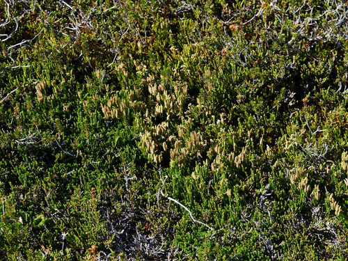 Diphasiastrum sitchense observed 2026-10-03
