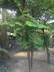 Averrhoa bilimbi