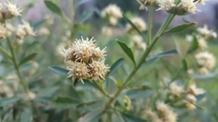 Baccharis heterophylla