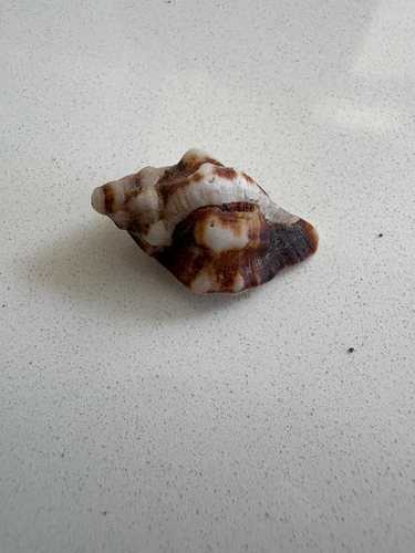 Ceratostoma nuttalli observed 2026-10-04