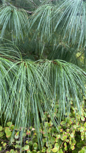 eastern white pine