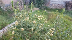 Baccharis heterophylla
