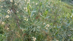 Baccharis heterophylla