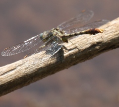 Arigomphus lentulus