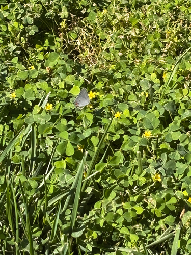 Gray Hairstreak
