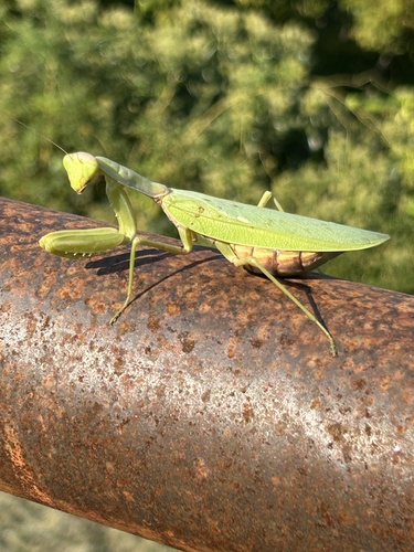 Transcaucasian Giant Mantis