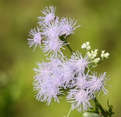 Conoclinium dissectum