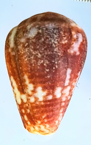 Conus catus observed 2026-10-03