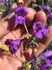 Penstemon heterophyllus australis