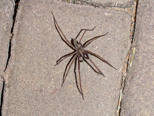 Giant House Spider