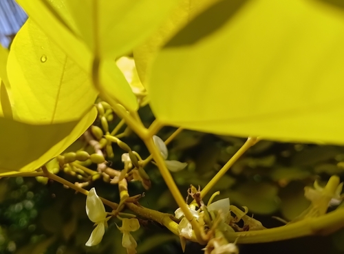 Dendrolobium umbellatum observed 2026-10-03