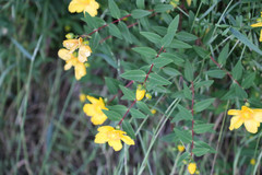 Hypericum × hidcoteense