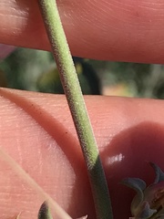 Penstemon heterophyllus australis
