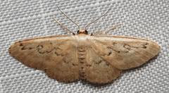 Idaea hilliata