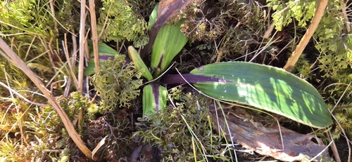 Celmisia petiolata observed 2026-10-04