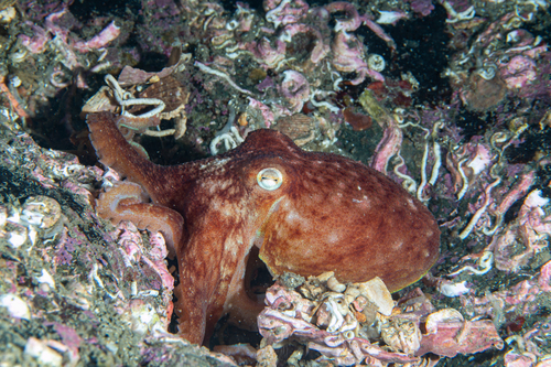 Curled Octopus