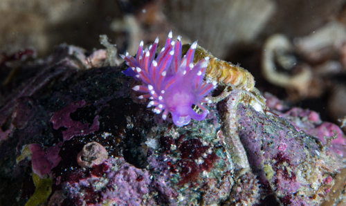 Pink Coryphella