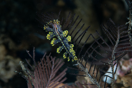 Yellow Sea Slug of Ørland