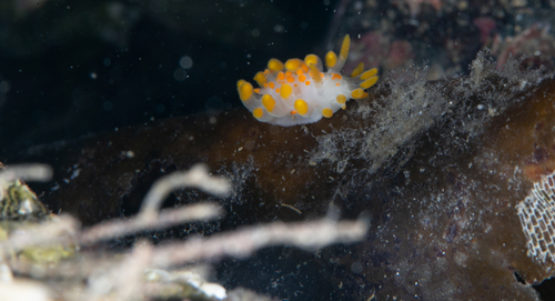 Orange-clubbed Sea Slug