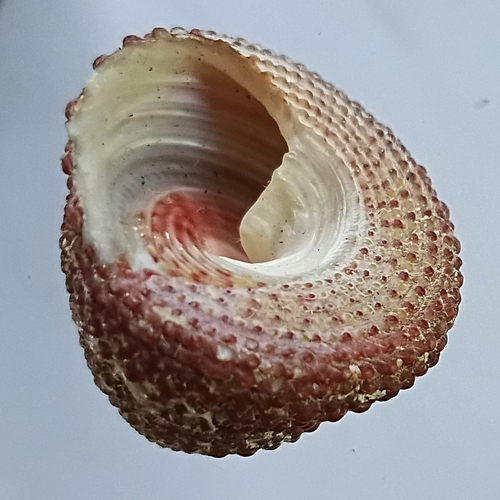 Trochus intextus observed 2026-10-03
