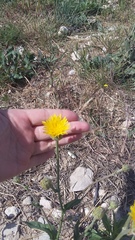 Crepis alpina