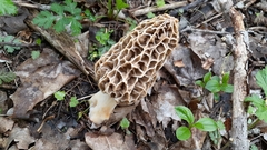 Morchella americana