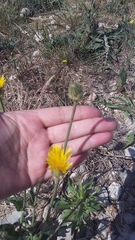 Crepis alpina