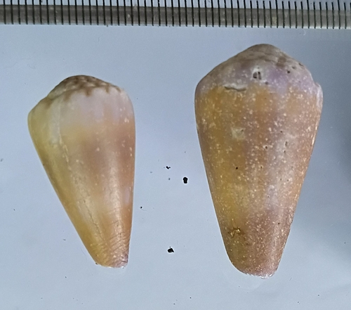 Conus moreleti, 2026-10-03