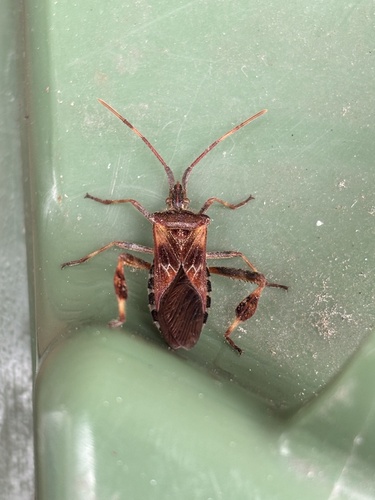 Western Conifer Seed Bug