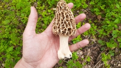 Morchella americana
