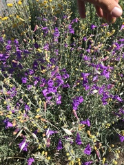 Penstemon heterophyllus australis