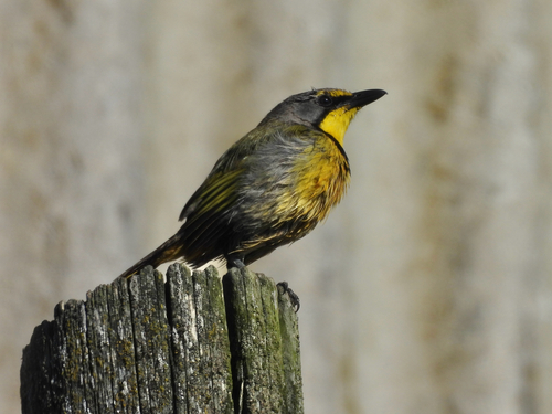 iNaturalist image