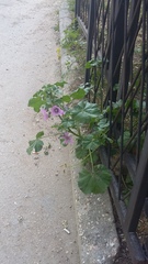 Malva erecta