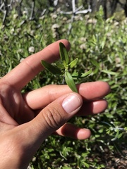 Monardella hypoleuca hypoleuca