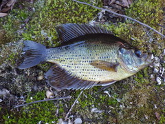 Centrarchus macropterus