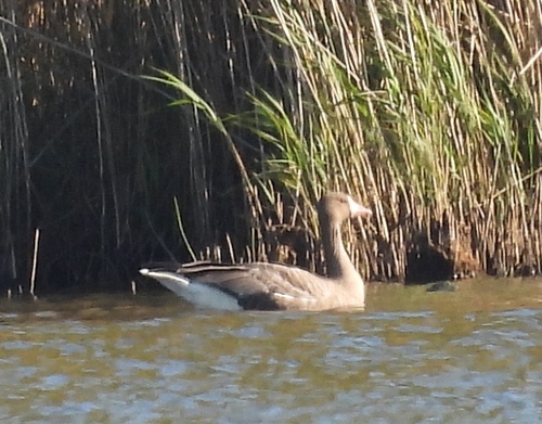 Greater White-fronted Goose