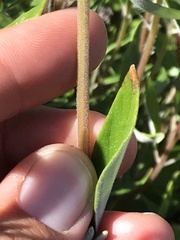 Monardella hypoleuca hypoleuca