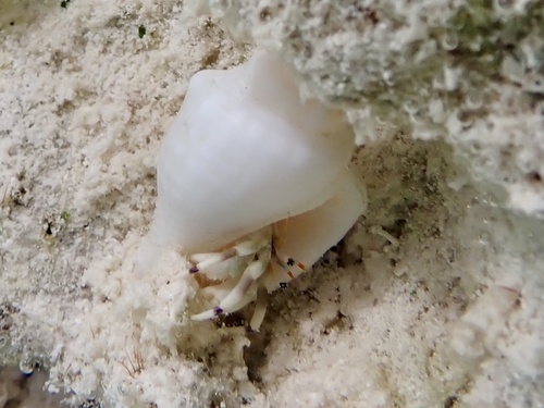 Calcinus latens observed 2026-10-03