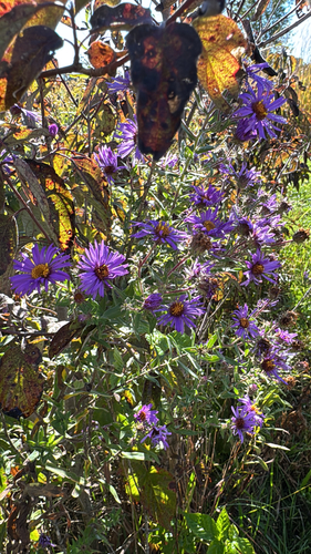 New England aster