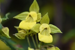 Calceolaria perfoliata